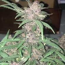 Review Image - Girl Scout Cookies Auto Feminised Seeds