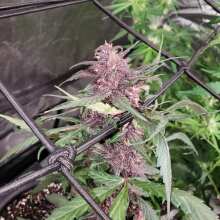 Review Image - Black Cream Auto Feminised Seeds