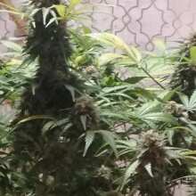 Image de révision - Galaxy Auto Feminised Seeds