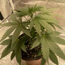 Review Image - Peyote Zkittlez Feminised Seeds