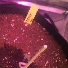 Review Image - Bruce Banger FAST Feminised Seeds