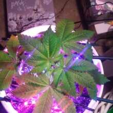 Review Image - Royal Dwarf Auto Feminised Seeds