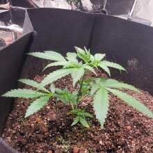 Image de révision - Panama Lime Super Auto Feminised Seeds - 3