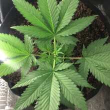 Review Image - HulkBerry Feminised Seeds