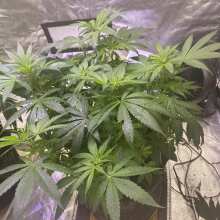 Review Image - Gelato Feminised Seeds - 5