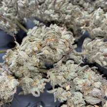 Review Image - Sour Stomper Auto Feminised Seeds