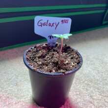 Image de révision - Galaxy Feminised Seeds