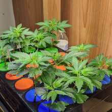 Review Image - Black Sugar Feminised Seeds