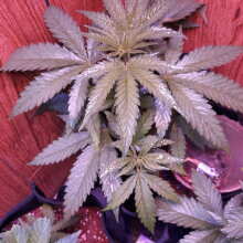 Review Image - White Widow Feminised Seeds