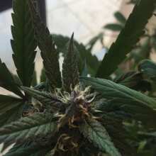 Image de révision - Crystal METH Auto Feminised Seeds