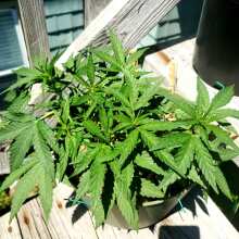 Image de révision - Purple Diesel Auto Feminised Seeds