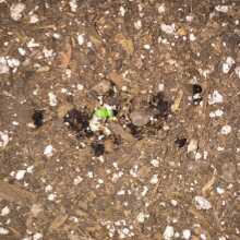 Image de révision - Critical + Feminised Seeds