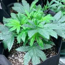 Review Image - Strawberry Lemonade Feminised Seeds