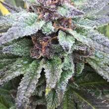 Review Image - Alaskan Purple Feminised Seeds