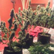 Review Image - Sweet Tooth Auto Feminised Seeds