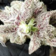 Review Image - Peyote Wi-Fi Feminised Seeds