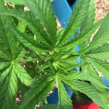 Review Image - Peyote Gorilla Feminised Seeds