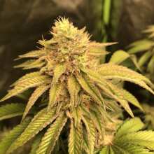 Review Image - Peyote Gorilla Feminised Seeds