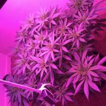 Review Image - Master Kush Feminised Seeds