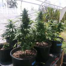 Review Image - Amnesia Feminised Seeds