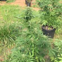 Image de révision - 60 Day Wonder Auto Feminised Seeds