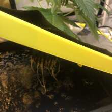 Review Image - Critical Purple Kush Feminised Seeds