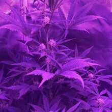 Review Image - Stress Killer CBD Auto Feminised Seeds