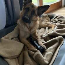 Überprüfen Sie das Bild - Extreme Bone: Robustes, Naturkautschuk Kau-Spielzeug für Hunde mit Beef-Duft, BPA- und Giftstofffrei