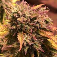 Review Image - Royal Haze Auto Feminised Seeds