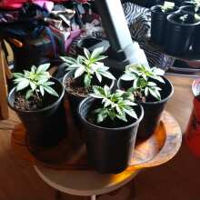 Review Image - Big Bang Feminised Seeds