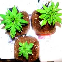 Review Image - Sativa Dream (LOL) Feminised Seeds