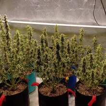 Review Image - Northern Cheese Haze Auto Feminised Seeds