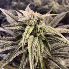 Review Image - Peyote Gorilla Feminised Seeds