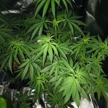 Review Image - Jack Herer Feminised Seeds