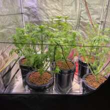 Review Image - Critical Purple Kush Feminised Seeds