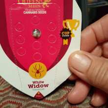 Review Image - White Widow Feminised Seeds