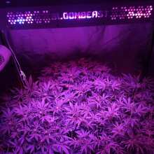 Review Image - Franco's Lemon Cheese Feminised Seeds