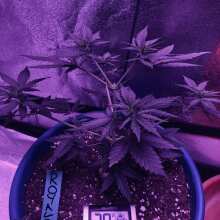 Review Image - Royal Cookies Auto Feminised Seeds