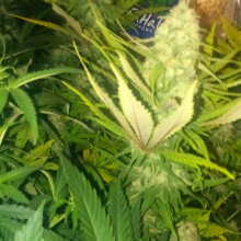 Review Image - Blueberry Feminised Seeds