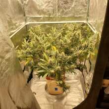 Review Image - Super Silver Haze Regular Seeds - 18