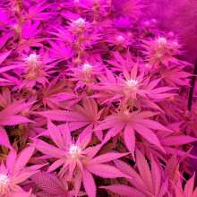 Review Image - LSD Feminised Seeds