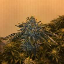 Review Image - Runtz Muffin Feminised Seeds