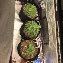 Review Image - Bruce Banger FAST Feminised Seeds