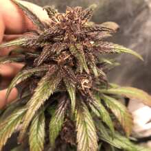 Review Image - Blackberry Kush Auto Feminised Seeds