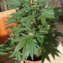 Review Image - Glue Gelato Auto Feminised Seeds