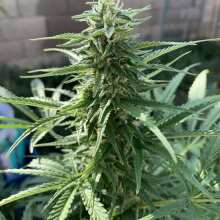 Review Image - Glueberry O.G. Auto Feminised Seeds