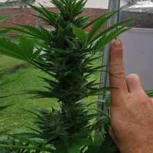 Review Image - Fast Eddy CBD Auto Feminised Seeds