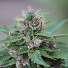 Review Image - Grapefruit Auto Feminised Seeds