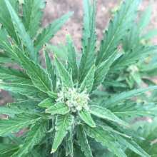 Review Image - Super Lemon Haze Auto Feminised Seeds