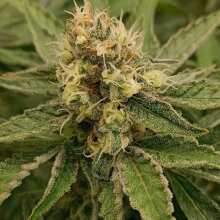 Review Image - Female Collection #4 Feminised Seeds - 6